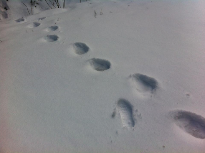 Bear tracks near Middle Tiger, late March. My footprint's there for scale and there were NO other prints around.